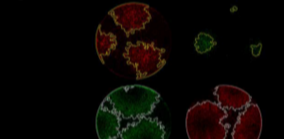 J. biol. Chem. 2020, 295: 2212-26